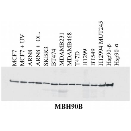 WB - Anti-HSP90 beta Antibody [MBH90B] (A86041)