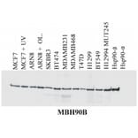 WB - Anti-HSP90 beta Antibody [MBH90B] (A86041)