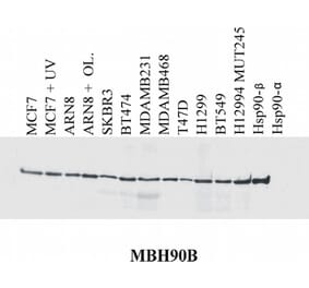 Western Blot - Anti-HSP90 beta Antibody [MBH90B] (A86040) - Antibodies.com