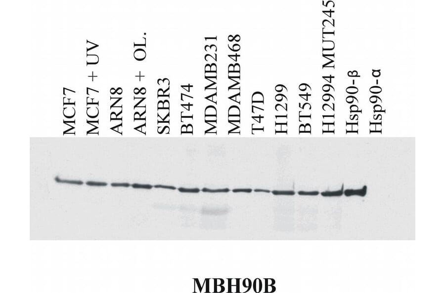 Western Blot - Anti-HSP90 beta Antibody [MBH90B] (A86040) - Antibodies.com