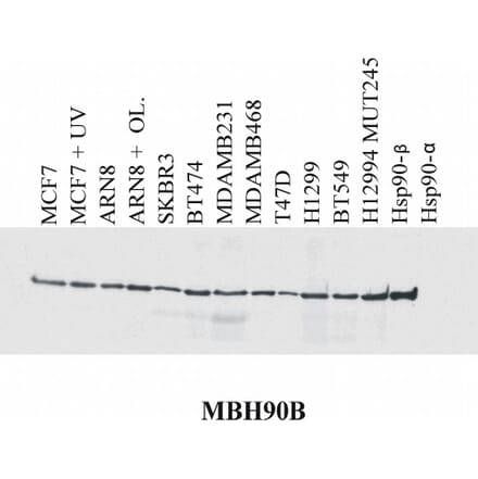 Western Blot - Anti-HSP90 beta Antibody [MBH90B] (A86040) - Antibodies.com