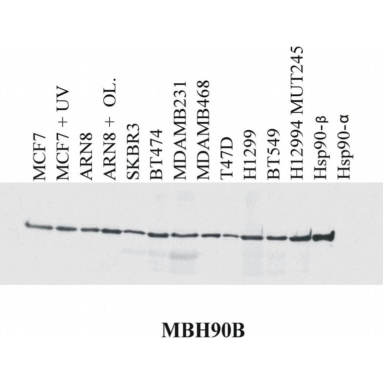 Western Blot - Anti-HSP90 beta Antibody [MBH90B] (A86040) - Antibodies.com