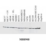 Western Blot - Anti-HSP90 beta Antibody [MBH90B] (A86040) - Antibodies.com