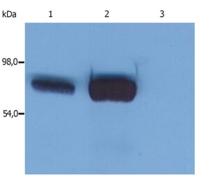 WB - Anti-SLP76 Antibody [SLP-76/03] (A86049)