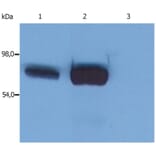 WB - Anti-SLP76 Antibody [SLP-76/03] (A86049)