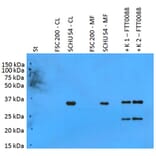 Western Blot - Anti-F. tularensis ssp. tularensis PilT Antibody (A86080) - Antibodies.com
