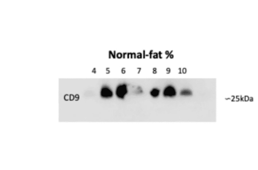 Validation Data - Anti-CD9 Antibody [MEM-61] (A86089)