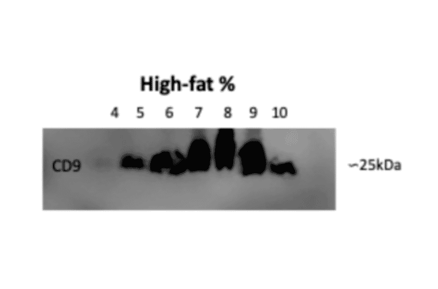 Validation Data - Anti-CD9 Antibody [MEM-61] (A86089)