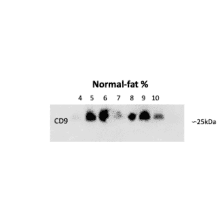 Western Blot - Anti-CD9 Antibody - Antibodies.com