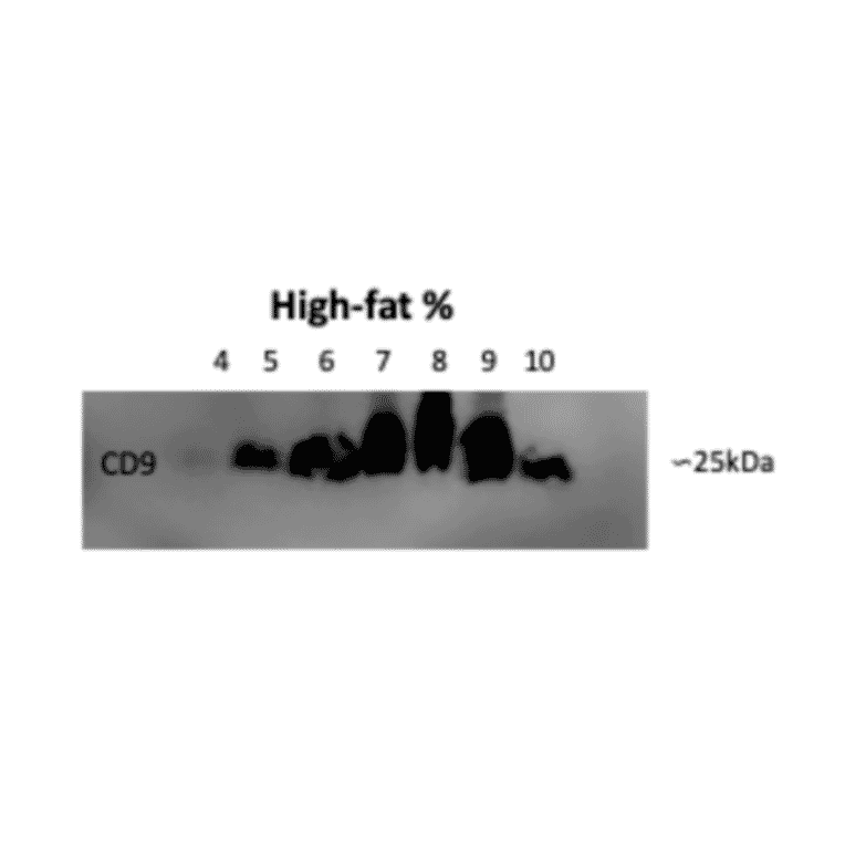 Western Blot - Anti-CD9 Antibody - Antibodies.com
