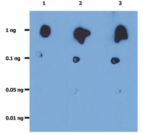 Dot Blot - Anti-HIV Protease Antibody [1696] (A86101)
