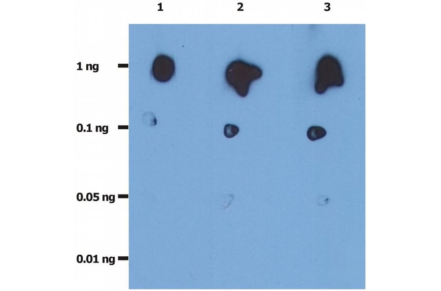 Dot Blot - Anti-HIV Protease Antibody [1696] (A86101)
