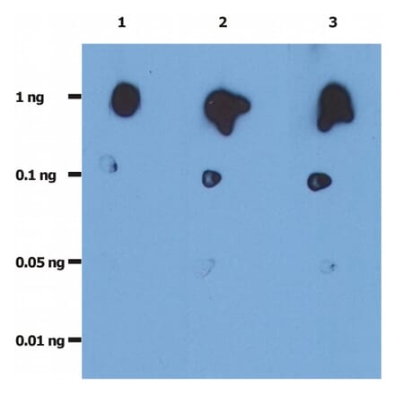 Dot Blot - Anti-HIV Protease Antibody [1696] (A86101)