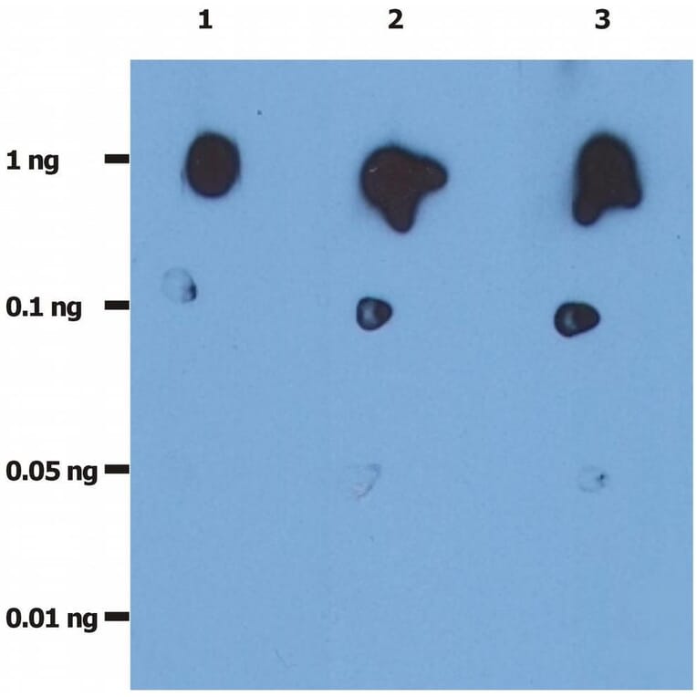 Dot Blot - Anti-HIV Protease Antibody [1696] (A86101)