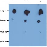 Dot Blot - Anti-HIV Protease Antibody [1696] (A86101)