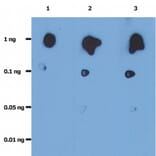 Dot Blot - Anti-HIV protease Antibody [1696] (A86100) - Antibodies.com