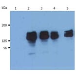 WB - Anti-SHIP-1 Antibody [SHIP-01] (A86106)