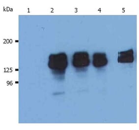 WB - Anti-SHIP-1 Antibody [SHIP-02] (A86107)