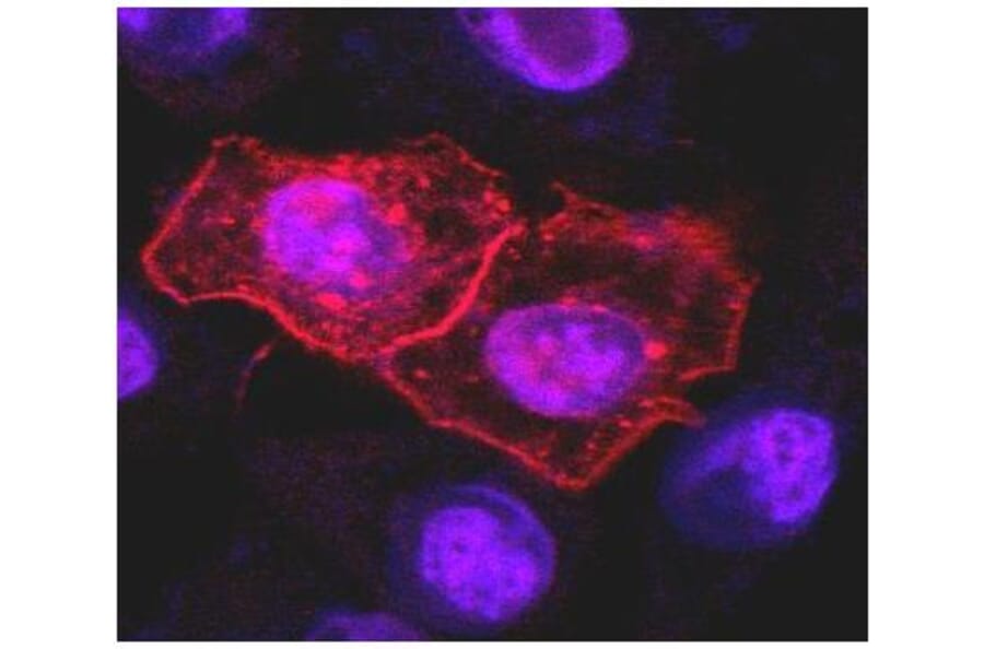 ICC - Anti-DR4 Antibody [DR-4-02] (A86116)