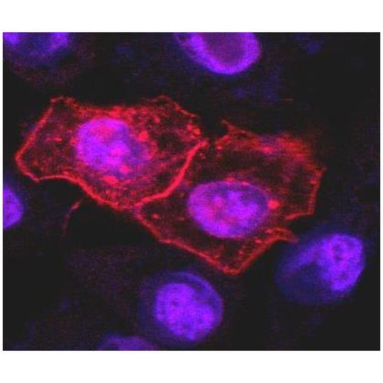 ICC - Anti-DR4 Antibody [DR-4-02] (A86116)