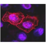 ICC - Anti-DR4 Antibody [DR-4-02] (A86116)
