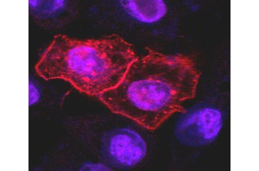 Immunocytochemistry - Anti-DR4 Antibody [DR-4-02] (A86116) - Antibodies.com