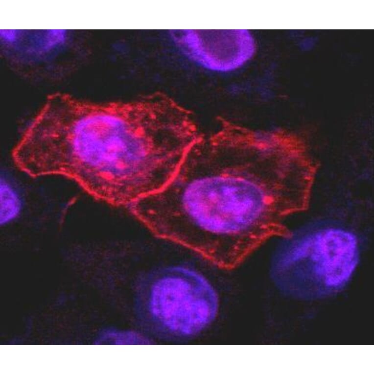 Immunocytochemistry - Anti-DR4 Antibody [DR-4-02] (A86116) - Antibodies.com