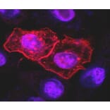 Immunocytochemistry - Anti-DR4 Antibody [DR-4-02] (A86116) - Antibodies.com