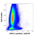 Flow Cytometry - Anti-STRO-1 Antibody [STRO-1] (A86137)
