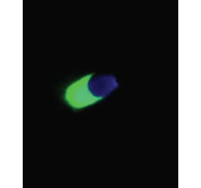 ICC - Anti-Acrosin Antibody [ACR-2] (A86140)