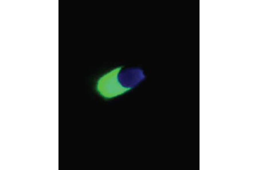 ICC - Anti-Acrosin Antibody [ACR-2] (A86140)