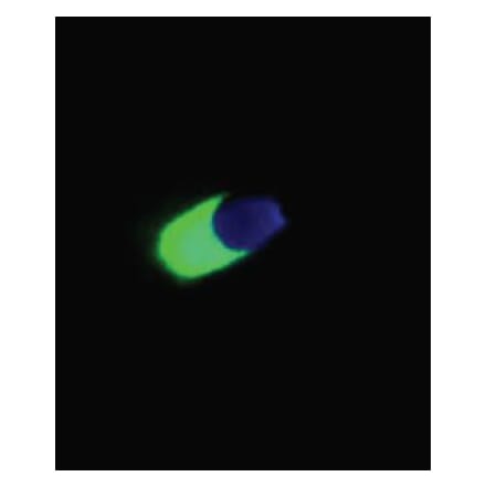 ICC - Anti-Acrosin Antibody [ACR-2] (A86140)