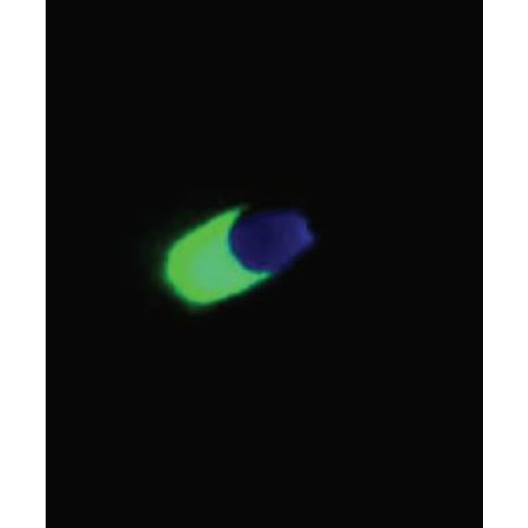 ICC - Anti-Acrosin Antibody [ACR-2] (A86140)