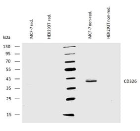 WB - Anti-EpCAM Antibody [VU-1D9] (A86154)