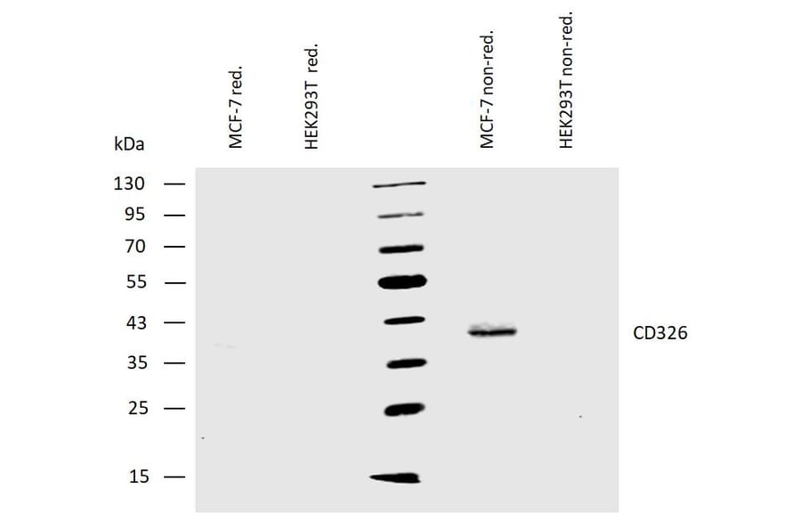 WB - Anti-EpCAM Antibody [VU-1D9] (A86154)