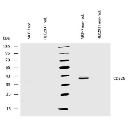 WB - Anti-EpCAM Antibody [VU-1D9] (A86154)