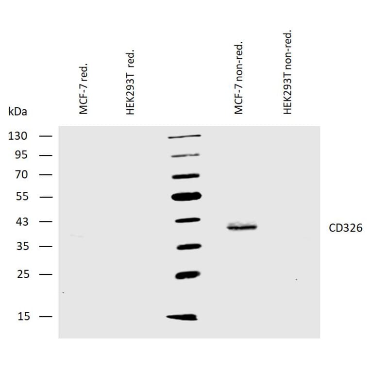 WB - Anti-EpCAM Antibody [VU-1D9] (A86154)
