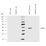 WB - Anti-EpCAM Antibody [VU-1D9] (A86154)