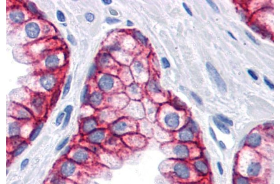 IHC - Anti-EpCAM Antibody [VU-1D9] (A86154)