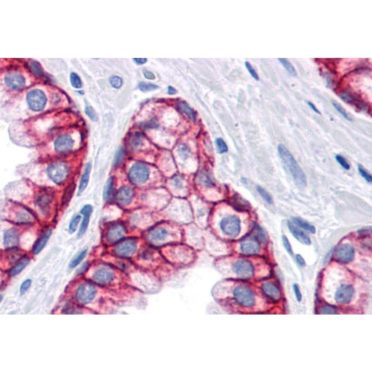 IHC - Anti-EpCAM Antibody [VU-1D9] (A86154)