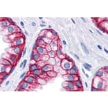 IHC - Anti-EpCAM Antibody [VU-1D9] (A86154)