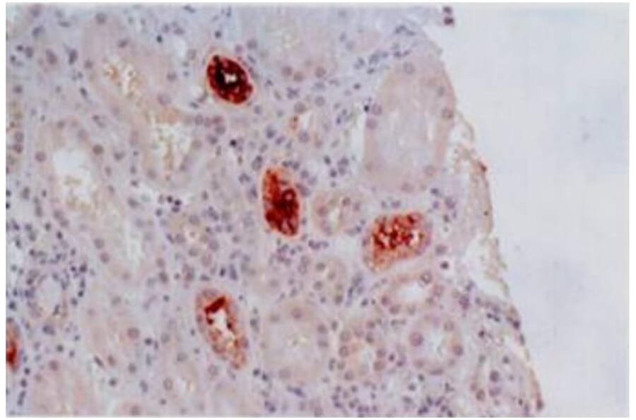 IHC - Anti-HLA G Antibody [MEM-G/2] (A86171)