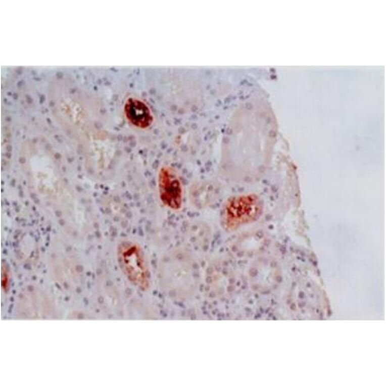 IHC - Anti-HLA G Antibody [MEM-G/2] (A86171)