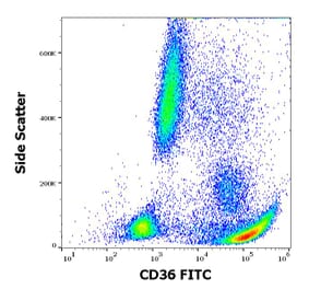 Flow Cytometry - Anti-CD36 Antibody [CB38] (FITC) (A86174)