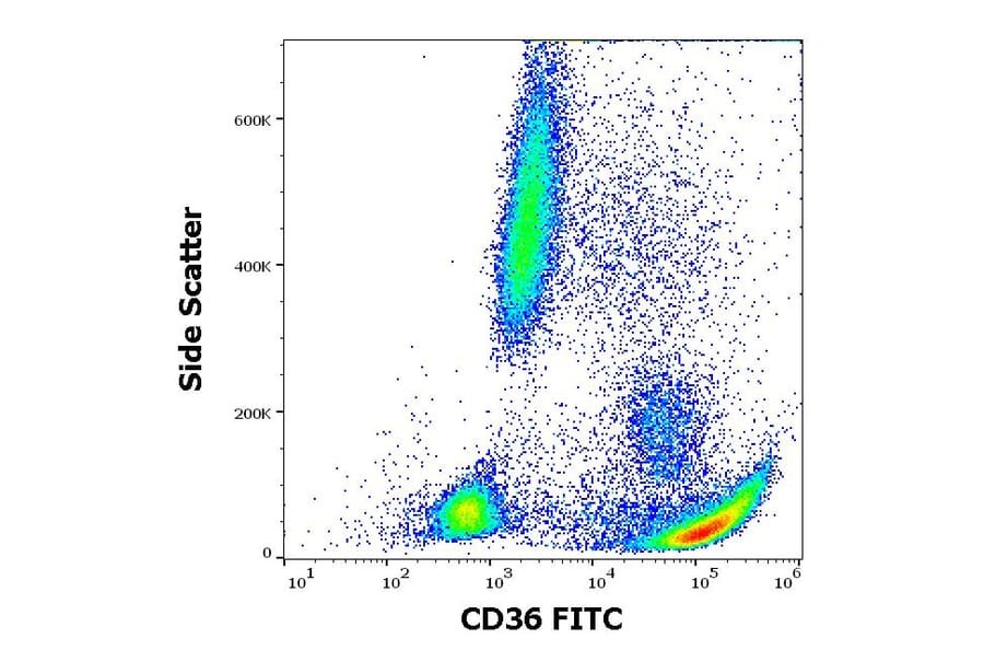 Flow Cytometry - Anti-CD36 Antibody [CB38] (FITC) (A86174)