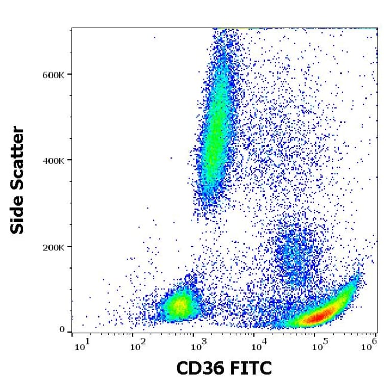 Flow Cytometry - Anti-CD36 Antibody [CB38] (FITC) (A86174)