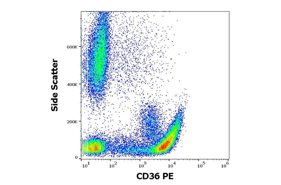 Flow Cytometry - Anti-CD36 Antibody [CB38] (PE) (A86175)