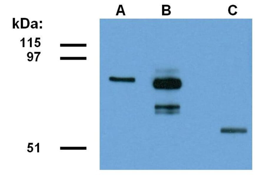 WB - Anti-ABRA1 Antibody [ABRA1-01] (A86190)