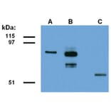 WB - Anti-ABRA1 Antibody [ABRA1-01] (A86190)