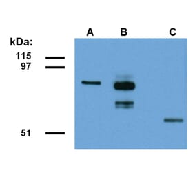 Western Blot - Anti-ABRA1 Antibody [ABRA1-01] (A86187) - Antibodies.com